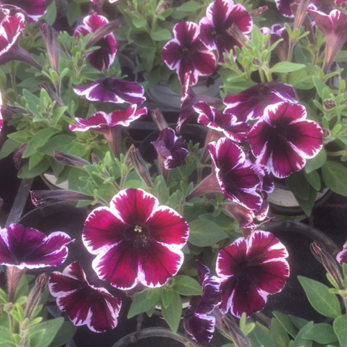 Surfinia Cascade Sweetunia Miss Marvelous