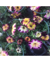 Petunia Crazytunia Moonstruck
