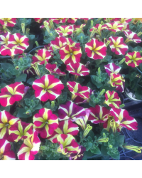 Pétunia Amore Queen of Hearts