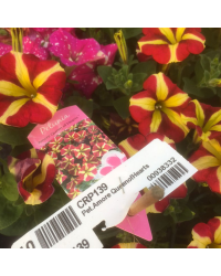 Pétunia Amore Queen of Hearts