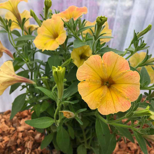 Petunia Cascadias Indian Summer