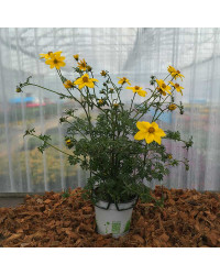 Bidens Ferulifolia Solaire Horizon