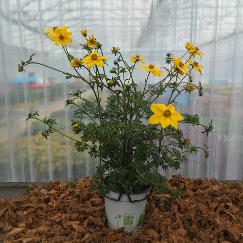 Bidens Ferulifolia Solaire Horizon