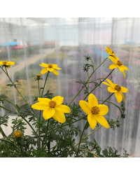 Bidens Ferulifolia Solaire Horizon
