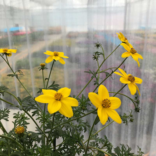 Bidens Ferulifolia Solaire Horizon