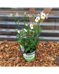 Nemesia Retombant Sunsatia Plus Lychee