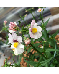 Nemesia Retombant Sunsatia Plus Lychee