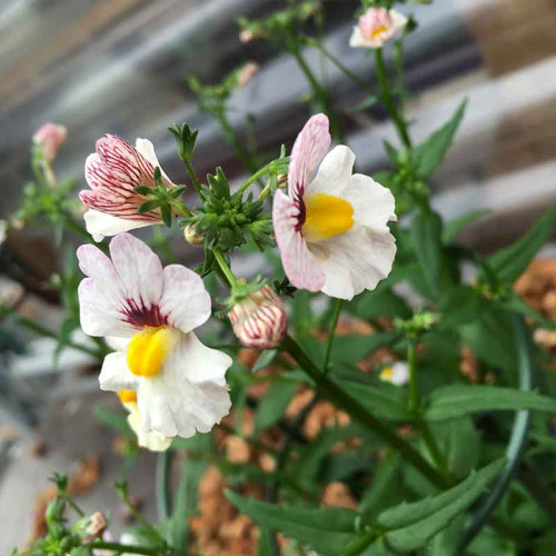 Nemesia Retombant Sunsatia Plus Lychee