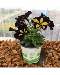 Petunia Mystical Phantom (Noir Et Jaune)
