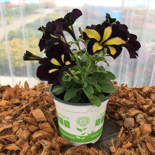 Petunia Mystical Phantom (Noir Et Jaune)