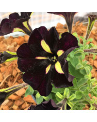 Petunia Mystical Phantom (Noir Et Jaune)