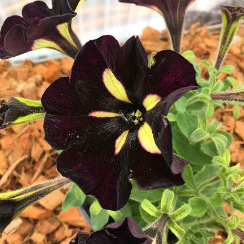 Petunia Mystical Phantom (Noir Et Jaune)