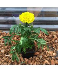 Rose d'Inde Perfection Yellow