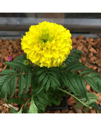 Rose d'Inde Perfection Yellow