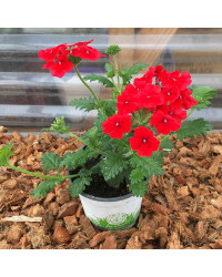 Verveine Retombante Empress Flair Red
