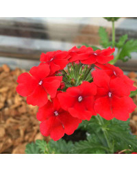 Verveine Retombante Empress Flair Red