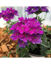 Verveine Retombante Lanai Blue Denim