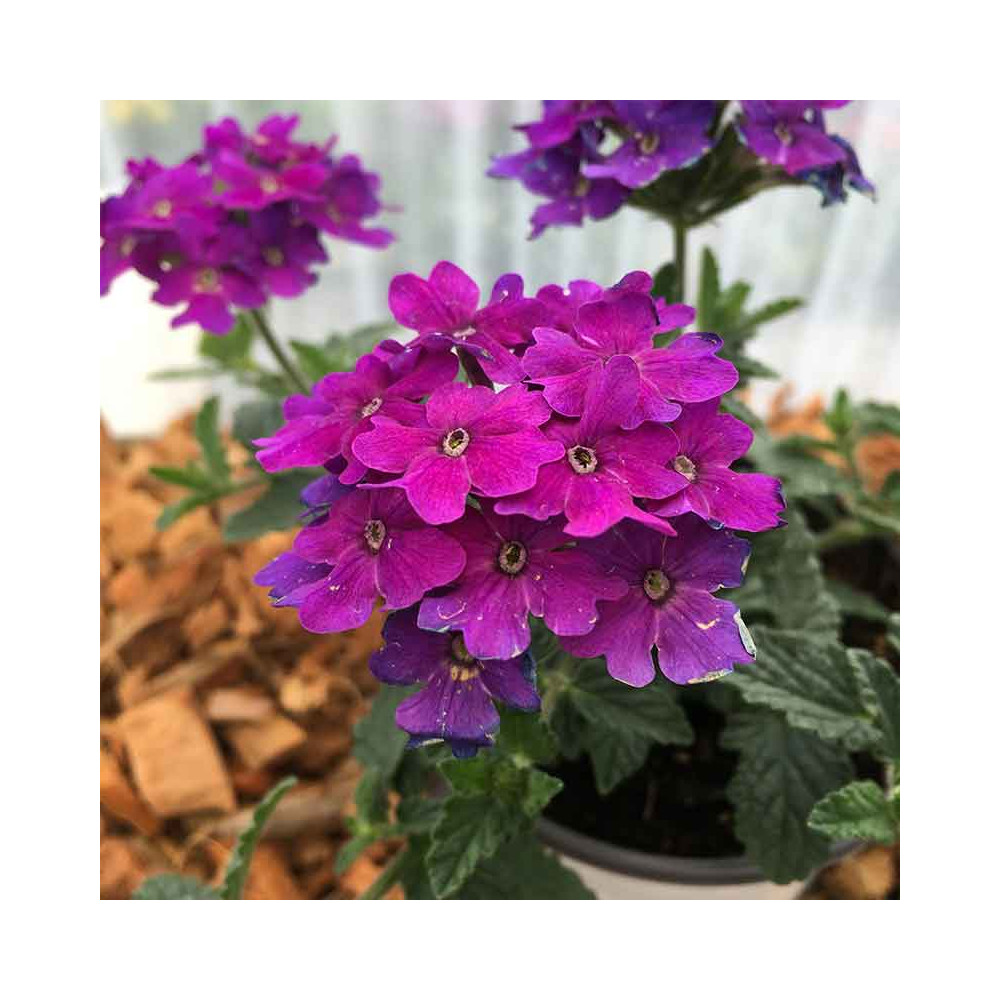Verveine Retombante Lanai Blue Denim