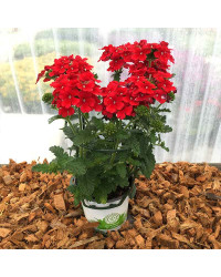 Verveine Retombante Lanai Early Scarlet