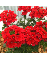 Verveine Retombante Lanai Early Scarlet
