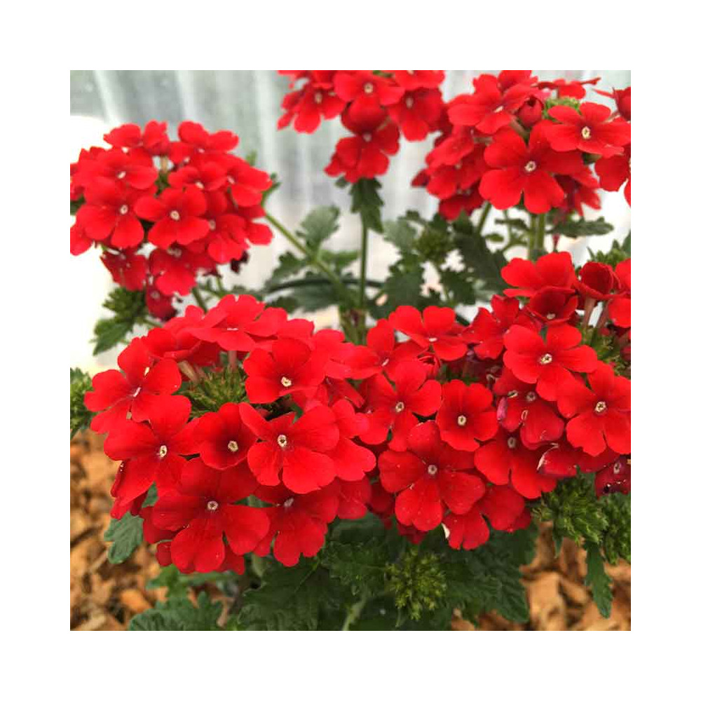 Plantes vivaces pas cher