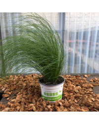 Stipa Cheveux D'Ange Pony Tails