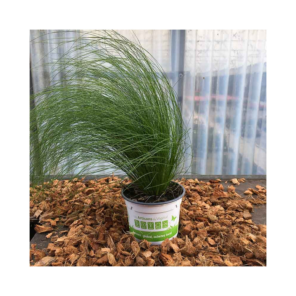 eucalyptus potted plant Large Eucalyptus Plant in Pot