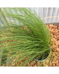 Stipa Cheveux D'Ange Pony Tails