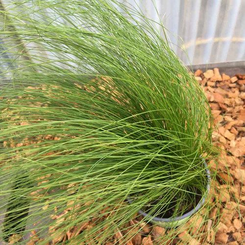 Stipa Cheveux D'Ange Pony Tails