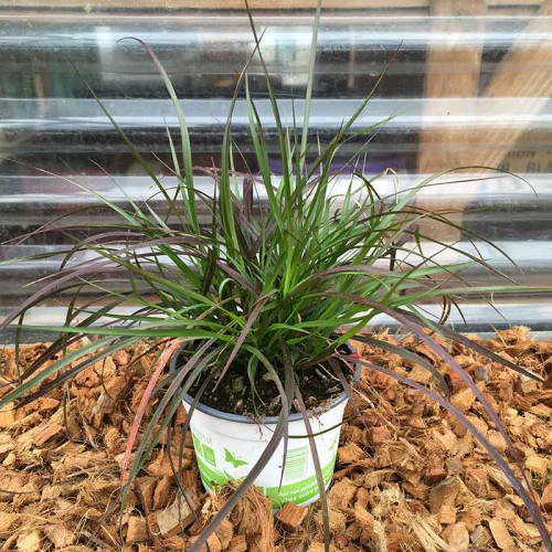 Pennisetum Rubrum Herbe Aux Écouvillons Pourpres