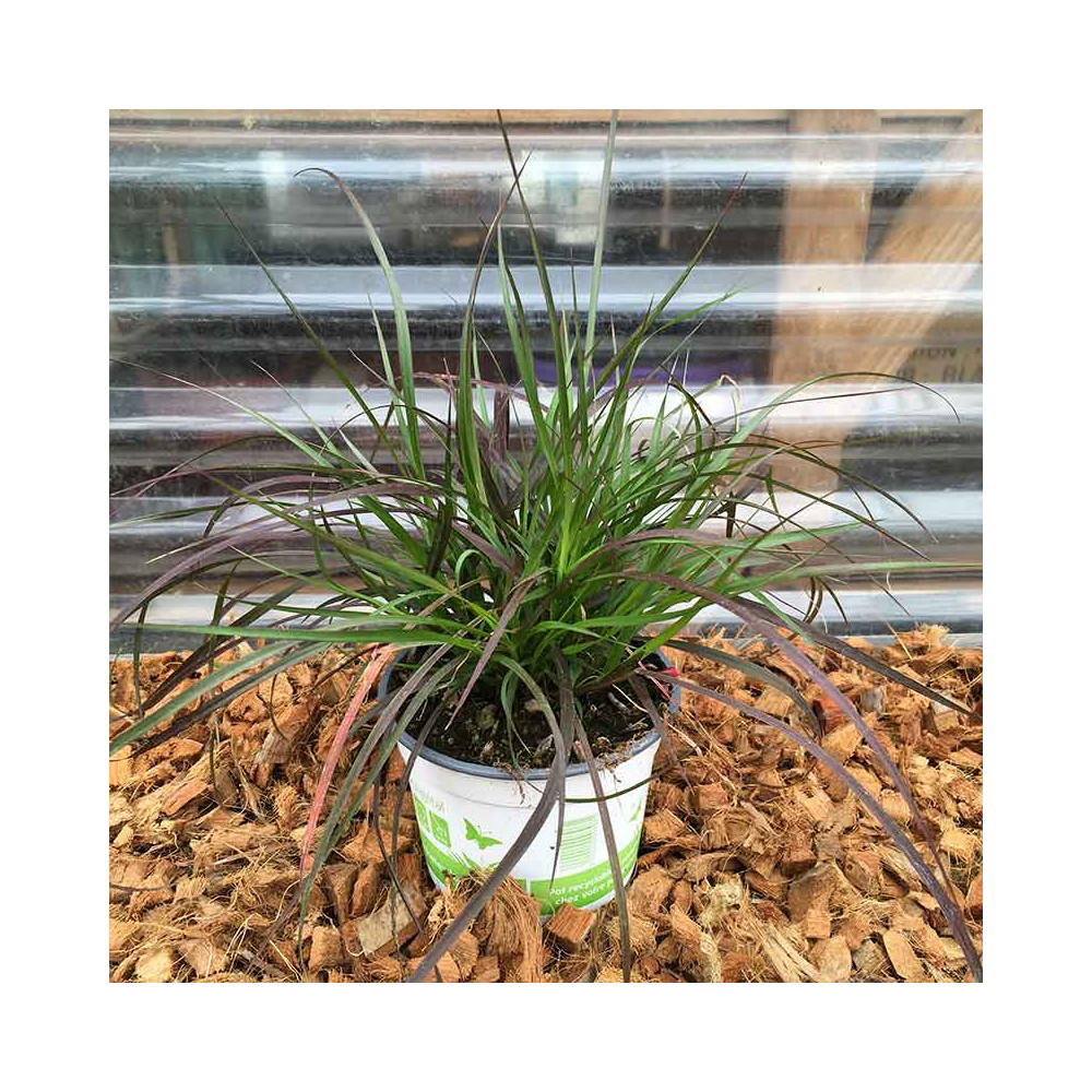 Pennisetum Rubrum Herbe Aux Écouvillons Pourpres