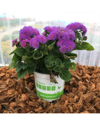 Ageratum Aguilera Purple