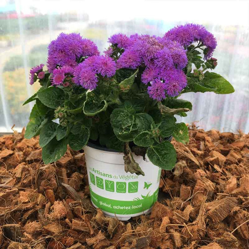 Ageratum Aguilera Purple