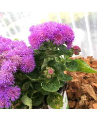 Ageratum Aguilera Purple