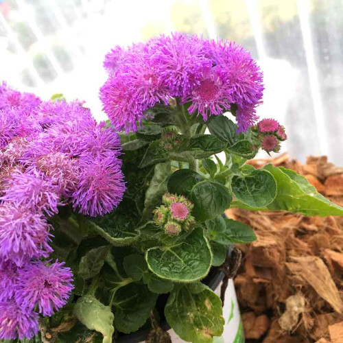 Ageratum Aguilera Purple