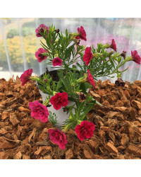 Calibrachoa Hybrida Double Burgundy Red
