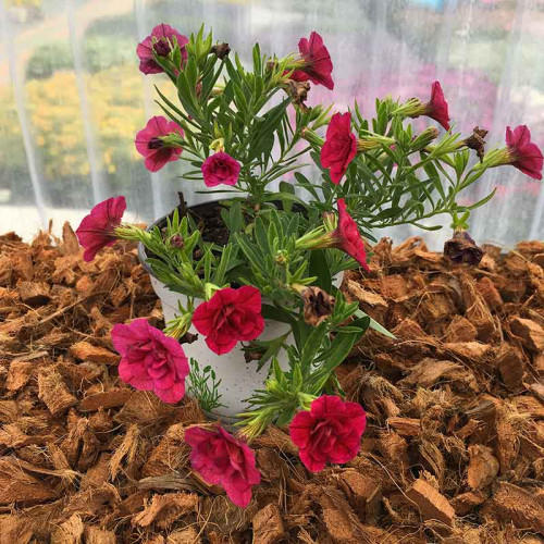 Calibrachoa Hybrida Double Burgundy Red