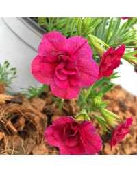 Calibrachoa Hybrida Double Burgundy Red