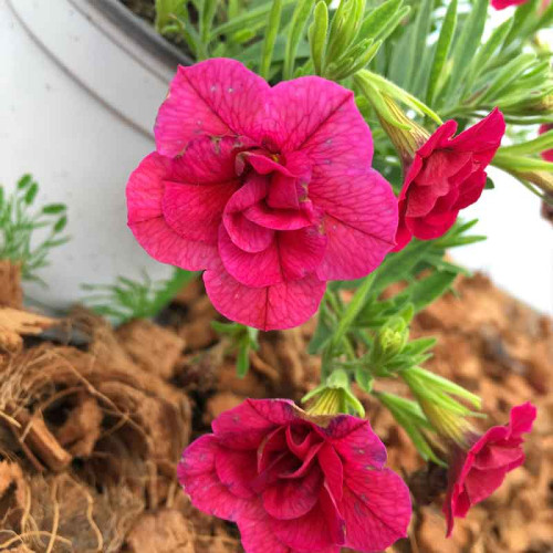 Calibrachoa Hybrida Double Burgundy Red