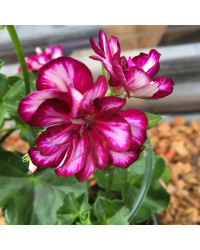 Geranium Lierre Corriente Explosive