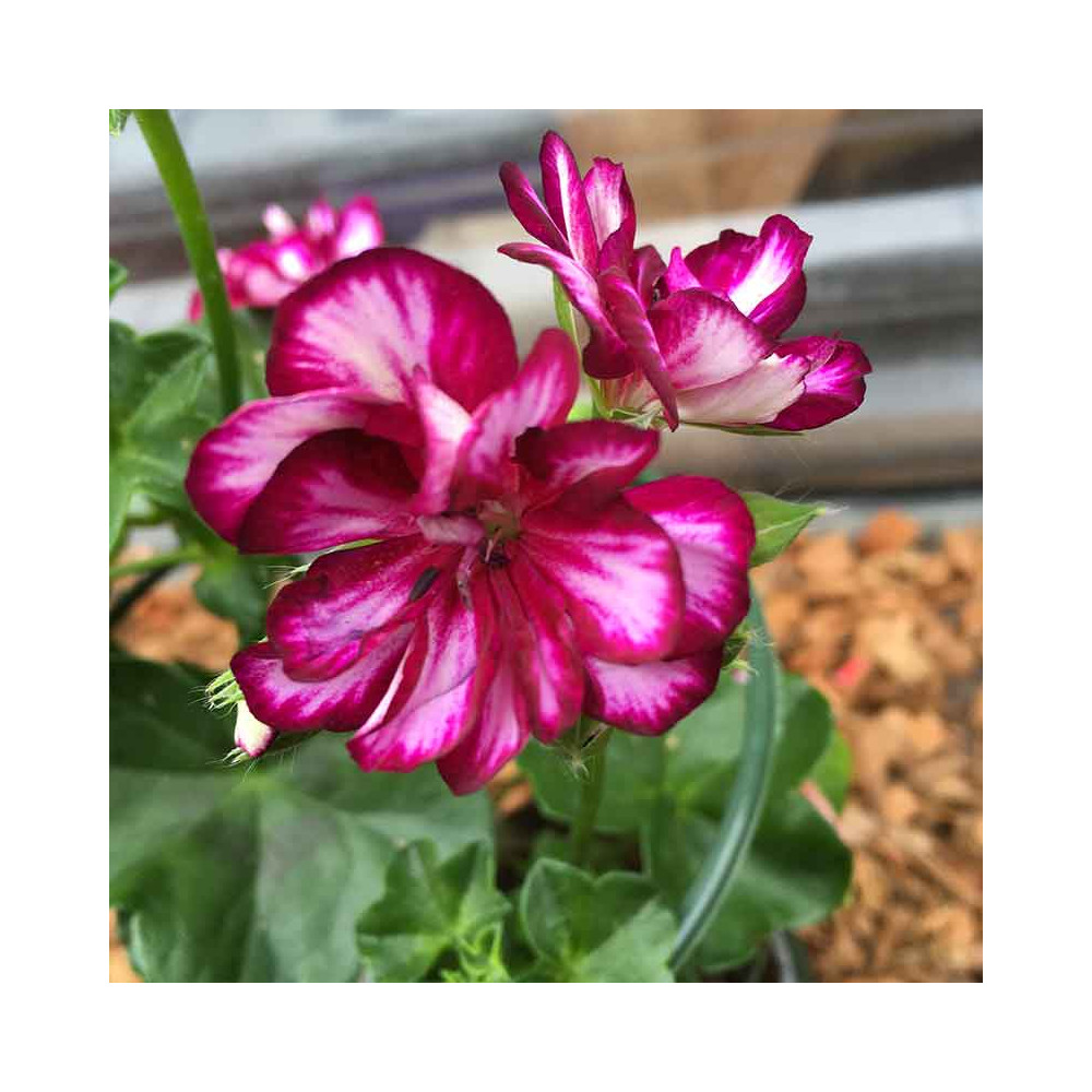 Geranium Lierre Corriente Explosive