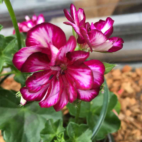 Geranium Lierre Corriente Explosive