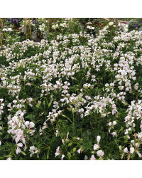 Geranium Lierre Rainbow Blanc