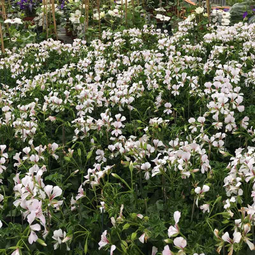 Geranium Lierre Rainbow Blanc
