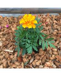 Oeillet Dinde Nana Aton Orange
