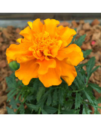 Oeillet Dinde Nana Aton Orange