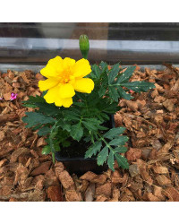 Oeillet Dinde Nana Aton Yellow