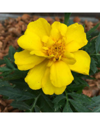 Oeillet Dinde Nana Aton Yellow