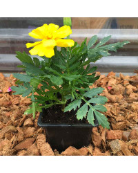 Oeillet Dinde Nana Aton Yellow