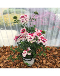 Verveine Hybrida Lanai Twister Red